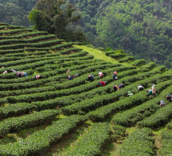 The layered tea garden along the shoulder of the valley surrounded by green nature.